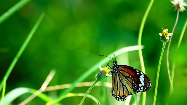 HD 1080p 250fps slow motion Thai beautiful butterfly on meadow flowers nature outdoor	