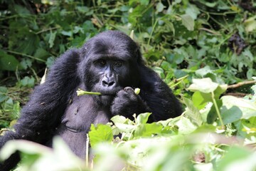 mountain gorilla (gorilla beringei beringei) - Bwindi Nationalpark, Uganda, Africa