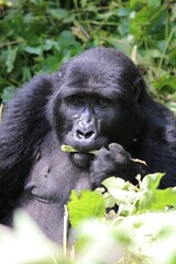 mountain gorilla (gorilla beringei beringei) - Bwindi Nationalpark, Uganda, Africa