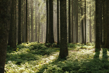 Misty landscape forest with trees in the morning fog