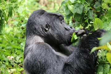 mountain gorilla (gorilla beringei beringei) - Bwindi Nationalpark, Uganda, Africa