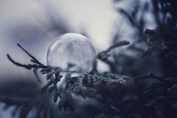 frozen soap bubble on a conifer at a frosty morning