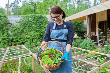Small farm business, woman picking lettuce and arugula leaves in a basket