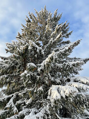 A large spruce covered with snow