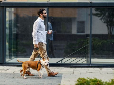 A Businessman Drinking Coffee To Go And Walking His Dog. A Man Passing By Windows. A Businessman In A Walk With Stafford