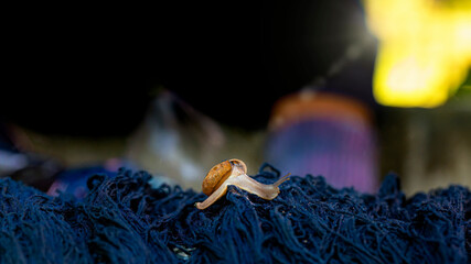 A snail walking on a thread of indigo-dyed cloth. Indigo cotton. Cotton Organic in Thailand.