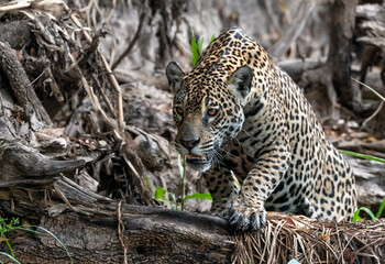 Crouching Jaguar. Jaguar walking in the forest. Front view. Panthera onca. Natural habitat. Cuiaba river,  Brazil
