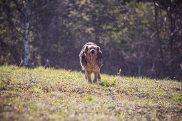 Fast dog running in a field. Large brown and black mongrel doggy in motion. Sunny spring day in Poland. Selective focus on the animal, blurred background.