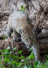 Crouching Jaguar. Jaguar walking in the forest. Front view. Panthera onca. Natural habitat. Cuiaba river,  Brazil