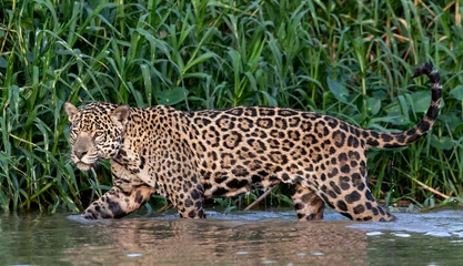Foto op Plexiglas Jaguar walking in the water. Green natural background. Panthera onca. Natural habitat. Cuiaba river,  Brazil © Uryadnikov Sergey