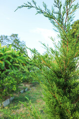 Fototapeta na wymiar Juniperus chinensis, Chinese juniper or CUPRESSACEAE