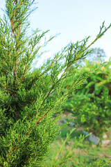 Juniperus chinensis, Chinese juniper or CUPRESSACEAE