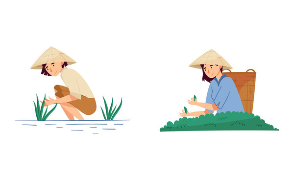 Asian farmers working on farm set. Peasants in straw conical hats harvesting tea and planting rice cartoon vector illustration