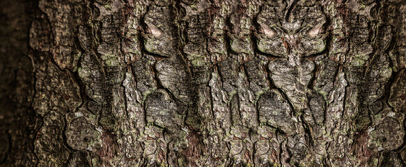 Texture of tree bark as background, closeup view. Banner design