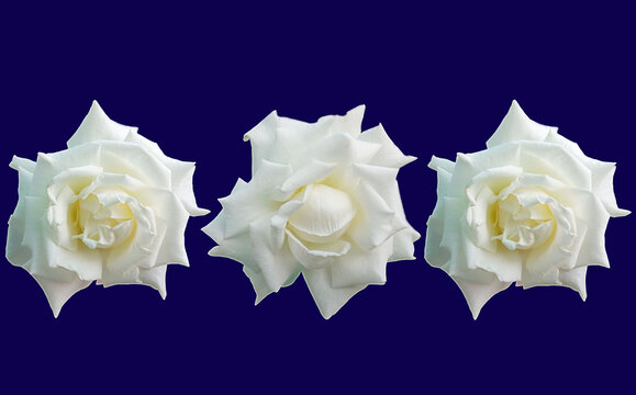 Closup, Set three white roses blossom blooming isolated on blue background for stock photo or advertising product, Beautiful flowers of love, Floral summer