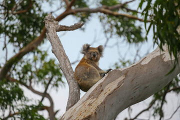 Naklejka na ściany i meble Koala on branch tree eucalyptus. Koala in forest, wildlife in southern Australia