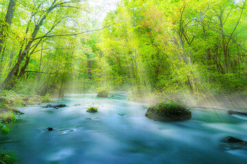 木漏れ日さす朝の渓流