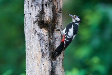 The great spotted woodpecker (Dendrocopos major)
