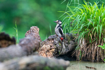 The great spotted woodpecker (Dendrocopos major)