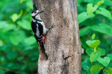 The great spotted woodpecker (Dendrocopos major)