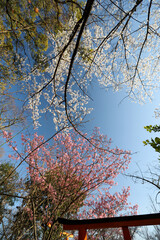 平野神社の神苑