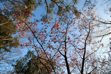 平野神社の陽光桜