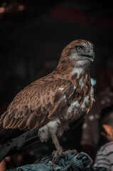 red tailed hawk