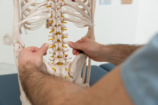 Doctor man pointing on spine of human skeleton anatomical model. Physiotherapist explaining joints model. Chiropractor or osteopath points to the skeleton of human body. Bones anatomy close up