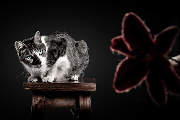 Gato en silla mirando una flor con ganas de abalanzarse en ella. Fotografía en blanco y negro