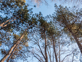 Bottom view of pine trunks. Pine trees and sunlight.