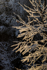 pięknie ośnieżone drzewa w polskim parku