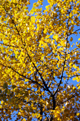 Ginkgo tree with yellow leaves and blue sky.