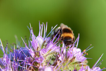 Bumblebee (Bombus) on purple flake flower. diagonally photographed from the front. Macro. Germany, Swabian Alb.
