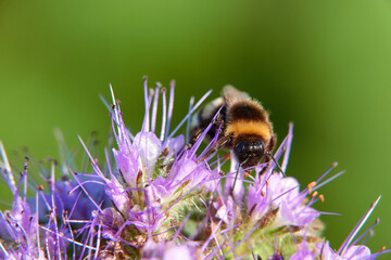 Bumblebee (Bombus) on purple flake flower. diagonally photographed from the front. Macro. Germany,...