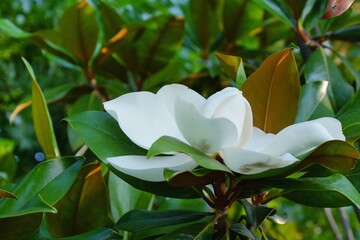 Evergreen ornamental tree, Southern Magnolia Grandiflora with amazing huge white creamy flower and large, leathery leaves with glossy dark-green colour on top and bronzed, furry underneath. Soft focus