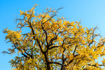 Fototapeta premium Beautiful Autumn Ginkgo. Yellow ginkgo tree in autumn season.