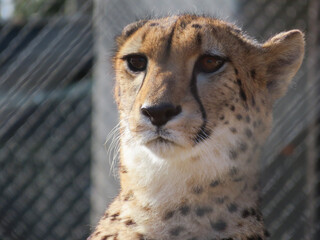 portrait of a cheetah