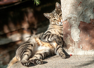 Cat leaning against the wall