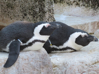 penguins on the rocks
