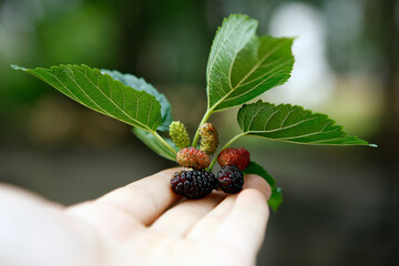 Delicious and fresh fruit mulberry good for health
