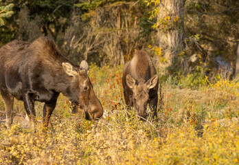 Cow and Calf Shiras Moose in Wyoming in Autumn