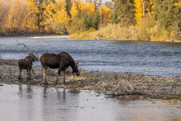 Cow and Calf Shiras Moose in Wyoming in Autumn