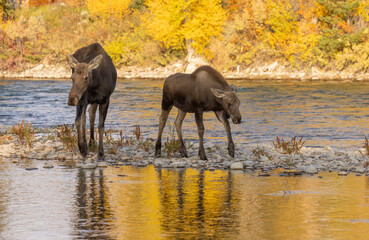 Naklejka premium Cow and Calf Shiras Moose in Wyoming in Autumn