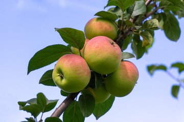 Red ripe apples on a branch against the background of a blue sky. Close-up.