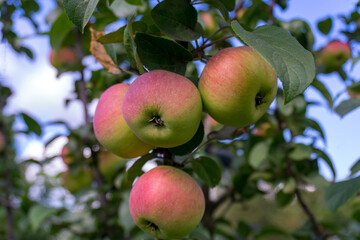 Red ripe apples on a branch against the background of a blue sky. Close-up.