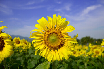 Fototapeta premium yellow sunflowers blooming in the winter morning