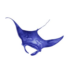 Horned ray isolated on white. Watercolor manta ray animal illustration