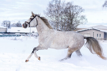 Fototapeta na wymiar Gray horse galloping in snow field in winter