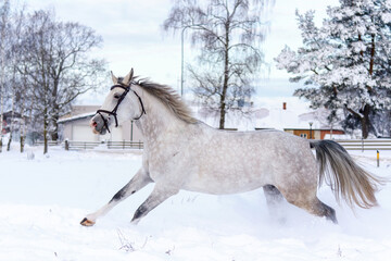 Gray horse galloping in snow field in winter