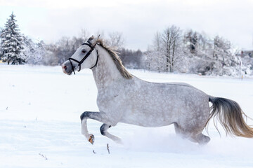 Obraz na płótnie Canvas Gray horse galloping in snow field in winter